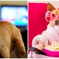 Ce vede câinele tău când se uită la televizor. Descoperirile incredibile ale cercetătorilor