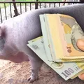 Crăciun 2023: 1800 de lei pentru un porc sacrificat de 100 kg, jumătate din bani vin de la primărie