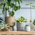 Planta care aduce ghinion și ceartă în casă! Multe gospodine o țin în locuință