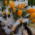Revin ninsorile în România din martie. Prognoza Accuweather modificată