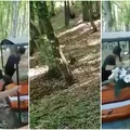 Situație șocantă în Mureș! Un urs a fugărit un cortegiu funerar VIDEO