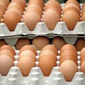 Motivul pentru care ouăle brune vor dispărea de pe rafturile magazinelor. Cu ce vor fi înlocuite