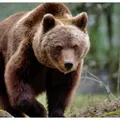 Turiști atacați de un urs pe Transfăgărășan. Au oprit mașina și au vrut să-l fotografieze. Alertă și în Harghita