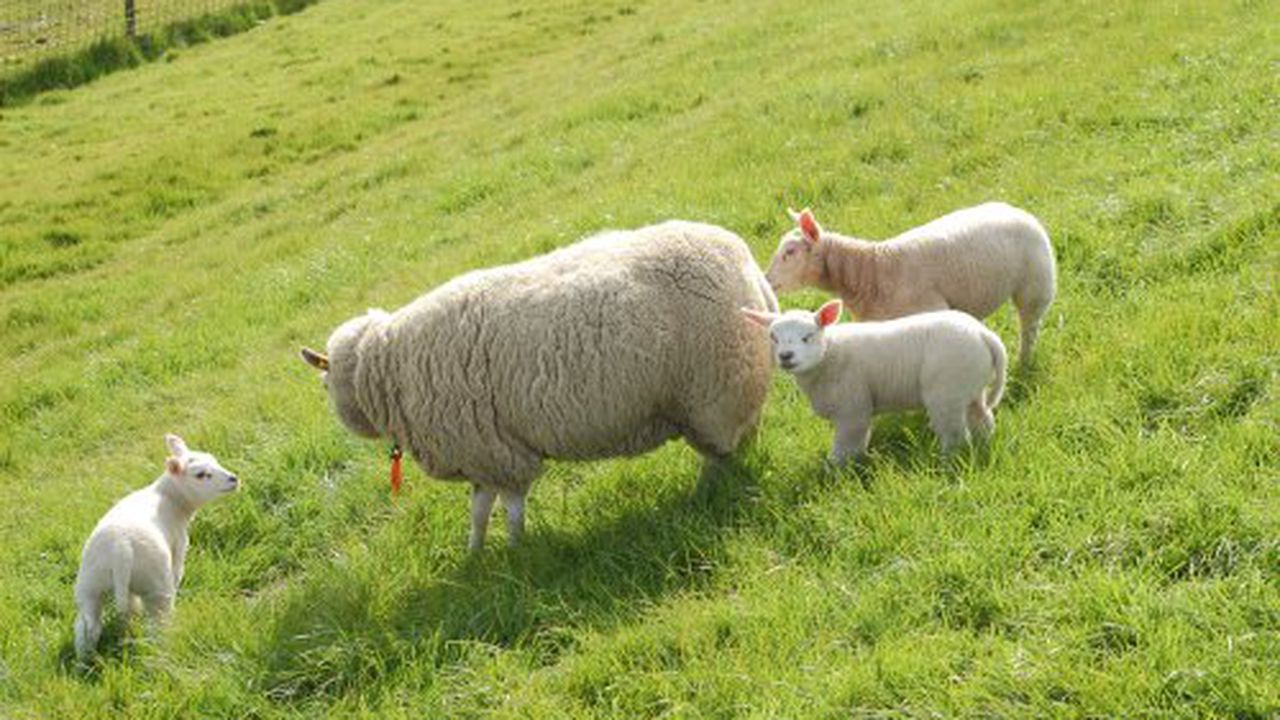 Mieii De Camerun CostÄ Dublu InsÄ Au O Carne Cu Un ConÅ£inut Redus De Colesterol