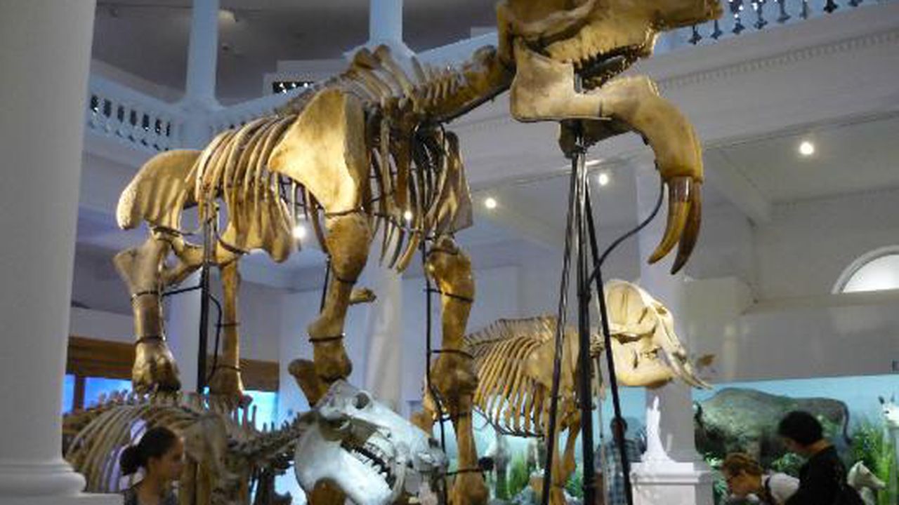 O Noapte La Muzeu 20 De Copii Au Dormit LangÄƒ Scheletul De Deinotherium La Muzeul Antipa