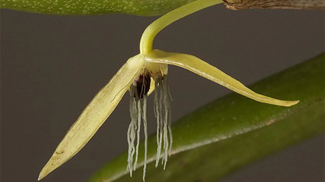 Prima orhidee care înfloreşte doar noaptea, descoperită lângă Papua Noua Guinee