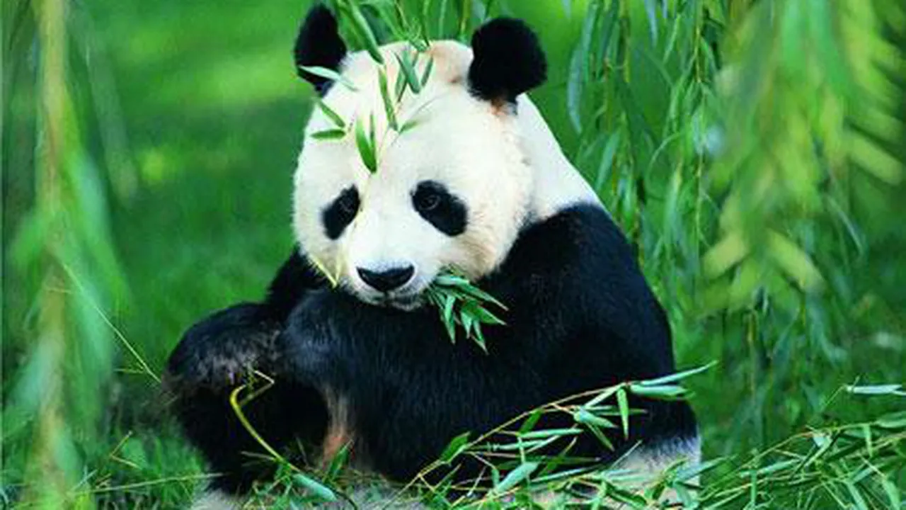 Cel mai scump ceai din lume se face din excremente de panda