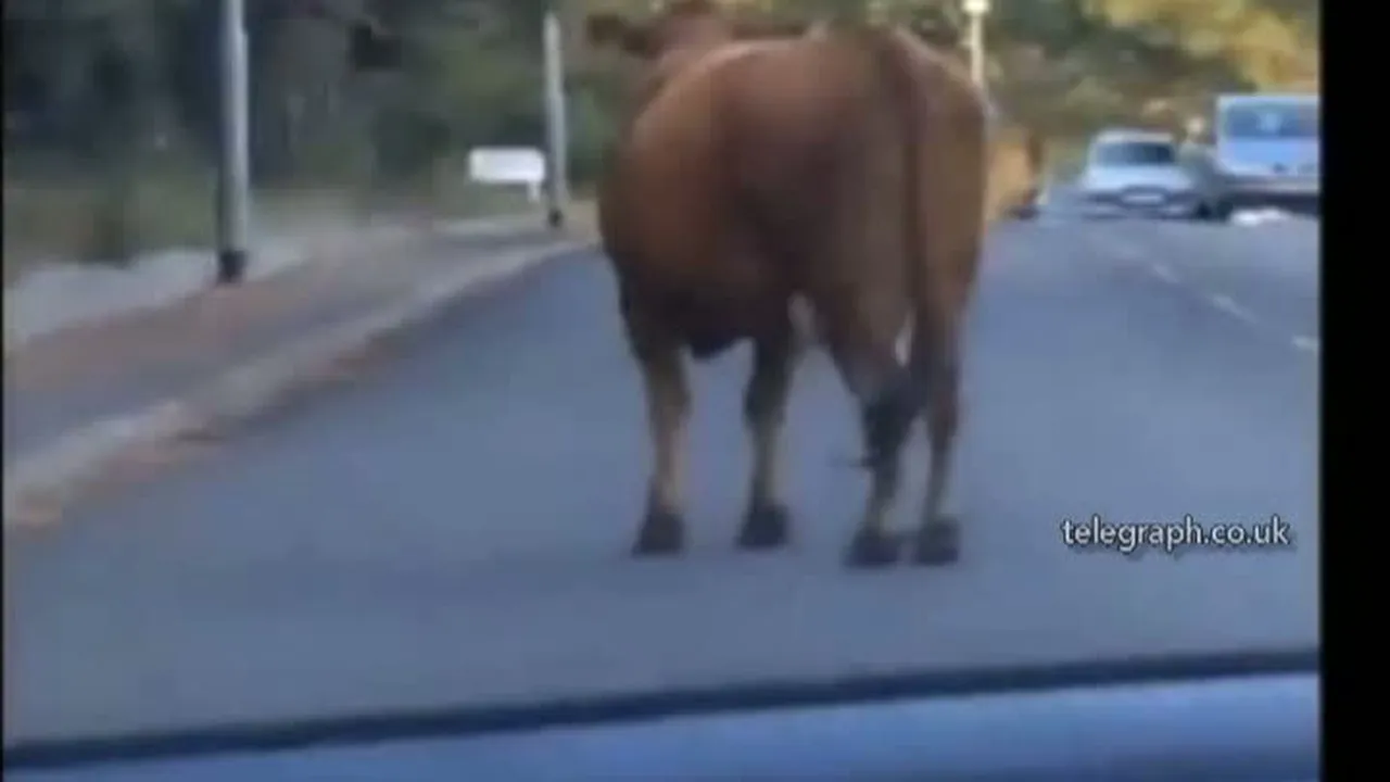 Urmărire ca în FILME după ce trei vaci au scăpat de la o fermă. Autorităţile au folosit un elicopter VIDEO