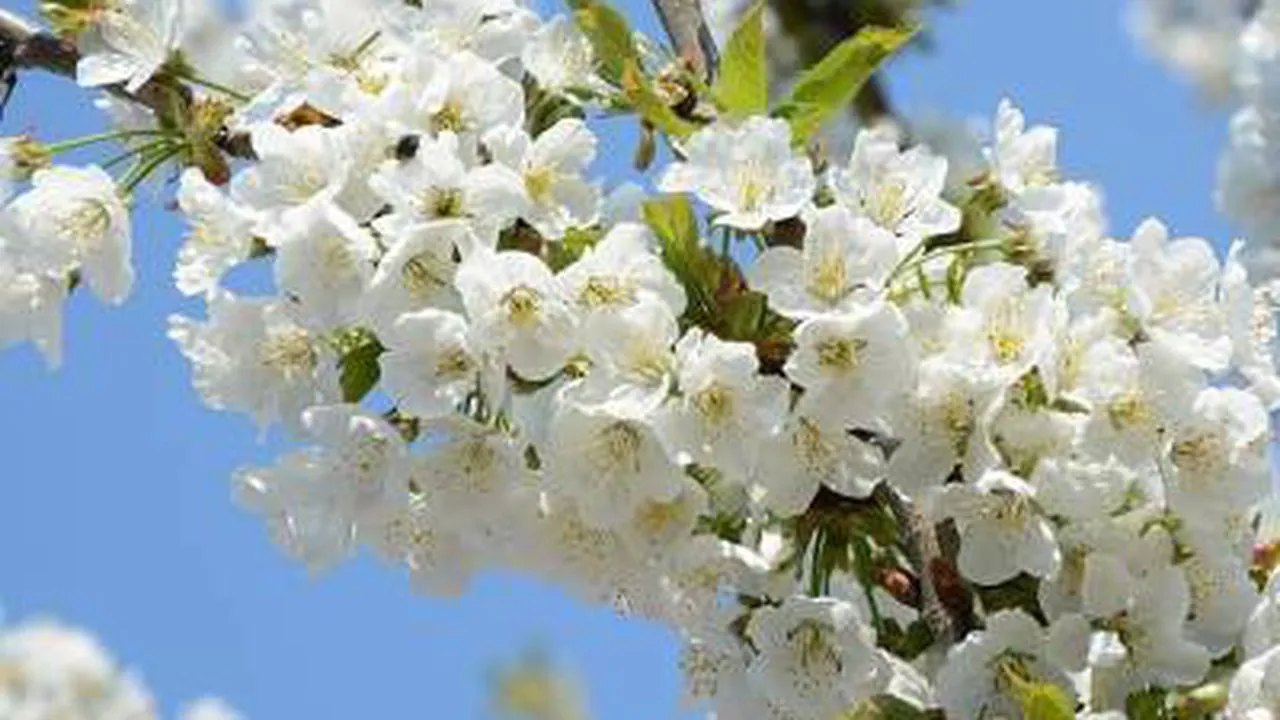 Prognoza Meteo In Luna Mai Vreme Mai Rece Decat Normalul Perioadei Si PrecipitaÅ£ii De Paste Apoi