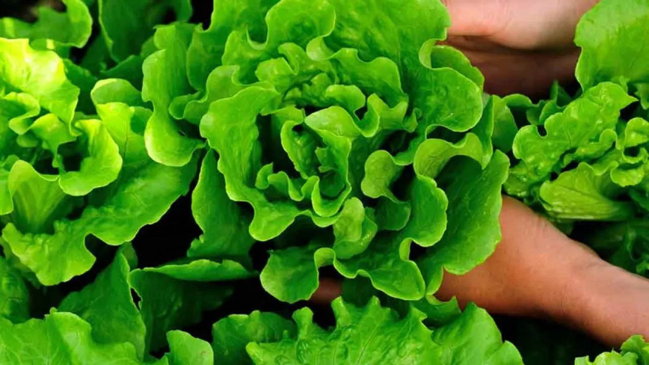 Salata verde, beneficii uimitoare pentru sănătate. Te scapă de insomnii şi durerile de cap fără să te îngraşe