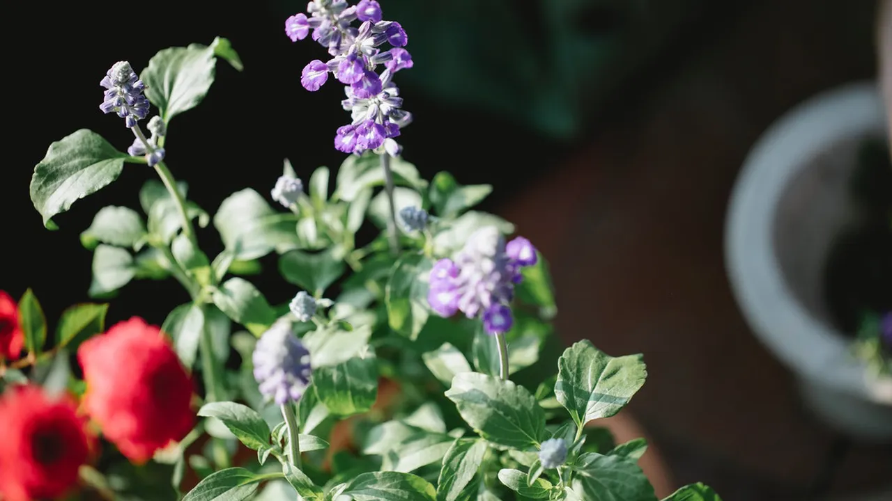 Plantele miraculoase care ajută la vindecarea problemelor tiroidiene