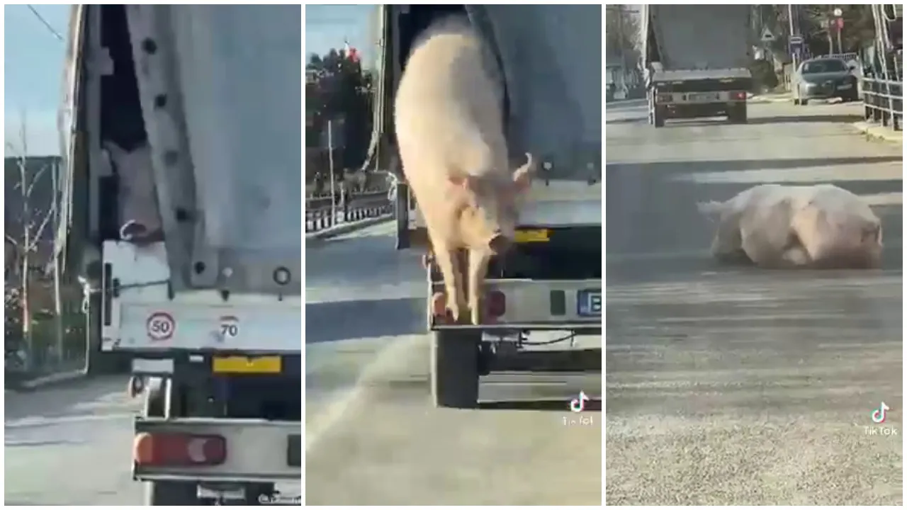Un porc a fost filmat când sare dintr-un camion în Brăila. Imaginile au devenit virale VIDEO