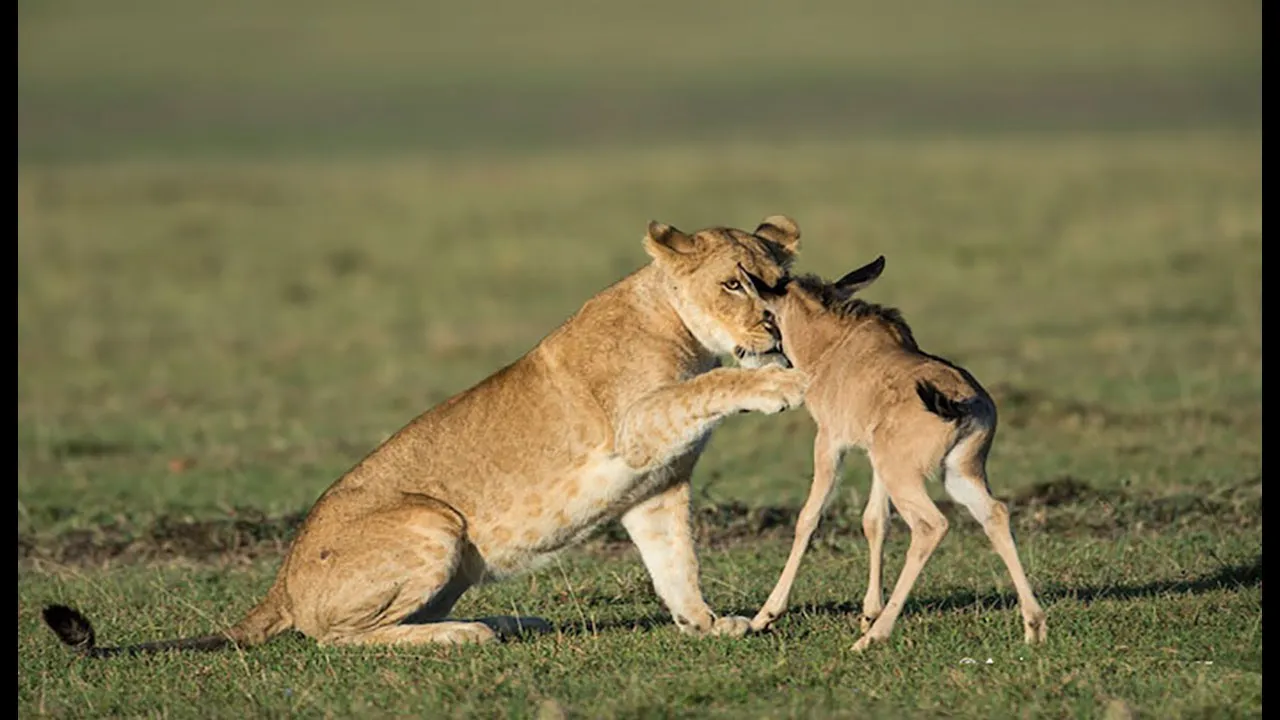 Instinctul matern a învins instinctul de prădător: o leoaică a adoptat un pui de antilopă gnu VIDEO