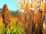 Românii ar putea rămâne fără mălai în 2023. Culturile de porumb au fost înlocuite cu cele de sorg din cauza secetei