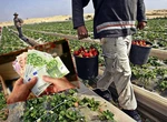 Vești bune pentru cultivatorii de căpșune! UDMR a aprobat un sprijin financiar de 10.000 lei/hectar. Ce prevede proiectul de lege