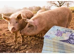 Peste un milion de porci vor fi sacrificați în 2023, în România! Câți bani vor scoate din buzunar românii pentru un kilogram de carne