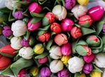 Cât costă un buchet de flori pentru 8 martie. Prețurile au explodat față de anul 2023