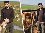 Pericle Sălceanu e student bursier, dar se implică activ la munca de la ferma de 3.000 de oi a familiei