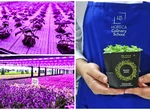 Producătorul de plante Ultragreens a ajuns și pe piața din Bulgaria. Firma are cea mai mare seră verticală din Europa
