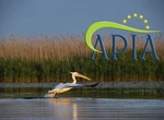 APIA refuză să plătească subvențiile pentru stuful din Delta Dunării. Ionuț Lupu, fost director APIA: „Din punctul meu de vedere este o decizie corectă”