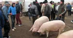 DOCUMENT Scandal uriaş înainte de Crăciun. Românii nu-şi mai pot vinde porcii din gospodării, şedinţă de urgenţă pentru modificarea legii UPDATE