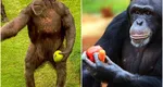 Încă o dovadă a faptului că omul se trage din maimuţă! Oamenii de știință au descoperit similitudini între gesturile făcute de cimpanzei şi de oameni