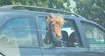 Imagini spectaculoase în Iaşi. Un ponei stă pe bancheta din spate a unei maşini, lângă doi copii, cu capul pe geam VIDEO