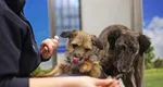 Atenţie, deţinătorii de animale de companie pot transmite coronavirusul către câini şi pisici. Ce spun ultimele studii