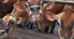 Agent Green atacă dur parlamentarii USR: „Au blocat legea pentru interzicerea exportului de animale vii măcar pe timpul verii. Animalele se coc de vii”