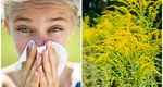 Alergia la ambrozie, afecțiunea care se poate transforma în astm. A venit sezonul rinitelor, cum ne putem apăra