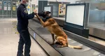 Primul pacient din România depistat cu COVID-19 cu ajutorul unui câine. 22 de pasageri ai unor zbor Madrid – Sibiu, plasaţi în carantină poliţist.