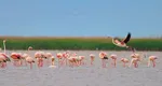 Păsările flamingo cuibăresc în Dobrogea pentru prima oară. Colonia are deja zece pui