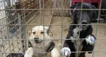 Programul pentru sterilizarea a 10.000 de câini şi pisici din Bucureşti a fost aprobat în CGMB