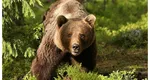 Cinci urşi bruni urmează să fie împuşcaţi. Ministrul Mediului a aprobat ordinul