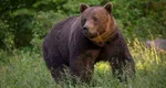 Ordonanţa referitoare la urşii bruni a fost aprobată: „Dorim să salvăm vieţile omeneşti”