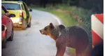 Alertă în Bicaz Chei. Trei urşi au apărut în localitate, în momente diferite