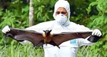Alertă mondială, un alt virus periculos transmis de lilieci se răspândeşte în lume