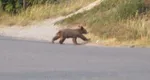 Situaţie neobişnuită întâlnită pe DN1. Un pui de urs a fost găsit mort în mijlocul drumului