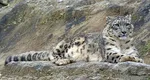 Trei leoparzi ai zăpezilor au murit de Covid. Au contractat virusul în octombrie