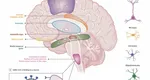 Studiu coronavirus: Infecţia nu afectează neuronii, iar afectarea mirosului e mai superficială decât se credea