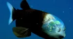 Creatură bizară descoperită în adâncul oceanului. Are cap transparent și ochi globulari stranii VIDEO