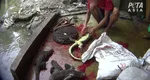 Cum sunt fabricate gențile și curelele Gucci, o investigaţie PETA scoate la iveală o mulţime de atrocităţi. Cum decapitează muncitorii reptilele VIDEO