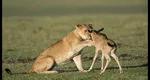 Instinctul matern a învins instinctul de prădător: o leoaică a adoptat un pui de antilopă gnu VIDEO