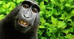 Ea e maimuța care și-a făcut un selfie și a ajuns în presa din toată lumea. Deținătorul aparatului foto s-a judecat 7 ani ca să obțină drepturi de autor