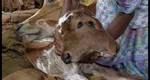 Naştere paranormală într-un sat din India. S-a născut viţelul cu două capete. Locuitorii sunt îngroziţi! VIDEO