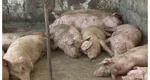 Alertă de pestă porcină africană în România. Zeci de focare au fost confirmate. Avertismentul ANSVSA