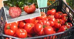 Preţul roşiilor la piaţă în 2022. Cât vor plăti românii anul acesta kilogramul de tomate autohtone în condiţiile creşterii cu peste 50% a costurilor de producţie