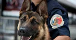 Un traficant de droguri a scăpat de acuzare după ce câinele oamenilor legii a mâncat o parte din captură