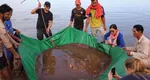 Pisică de mare sau monstru marin? Pescarii au capturat un peşte de apă dulce de 180 kg VIDEO