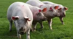 ANSVSA a anunţat toate primăriile că devine interzisă prin lege creşterea porcilor la stâne şi ferme vegetale